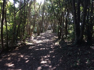 image-c2050.jpg